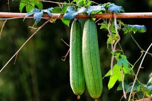 17吃瓜免费吃瓜,畅享夏日瓜果盛宴 第1张 17吃瓜免费吃瓜,畅享夏日瓜果盛宴 第1张